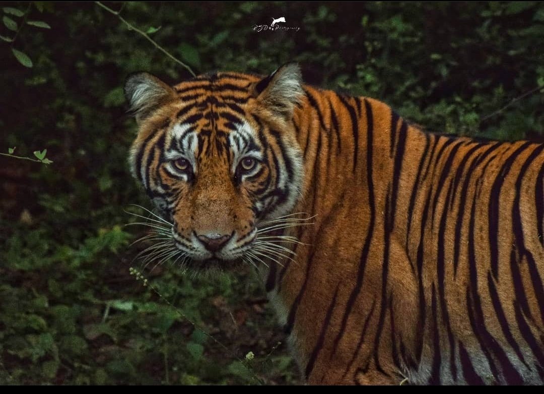 T-107 Sultana - RSD Photography